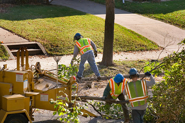 How Our Tree Care Process Works  in  Farmington, AR